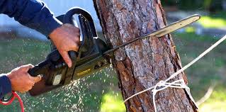 Best Lawn Mowing  in Bellemont, AZ