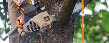 Best Arborist Consultation Services  in Bellemont, AZ