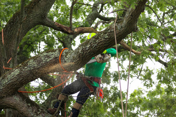Best Seasonal Cleanup (Spring/Fall)  in Bellemont, AZ
